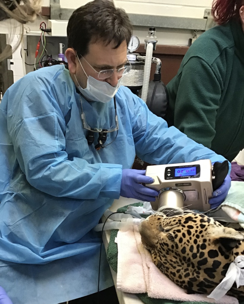 Jaguar Xray