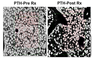 Lanske Lab Research image