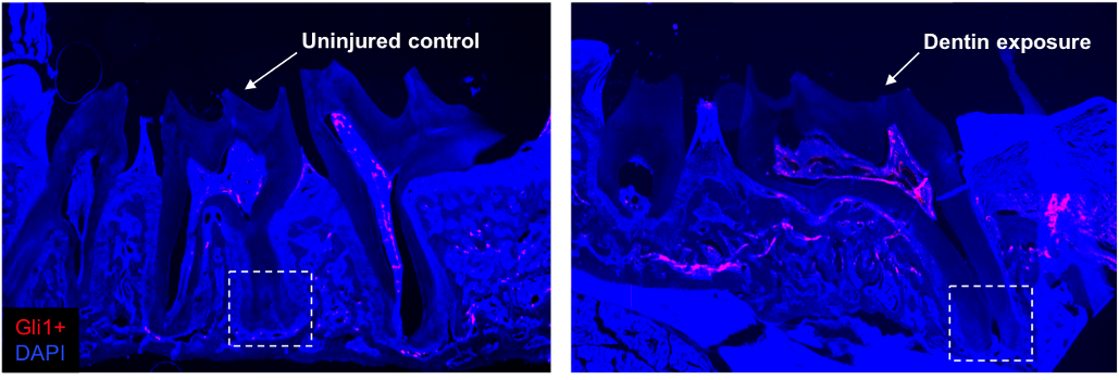 research image