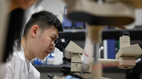 Researcher looking into a miroscope