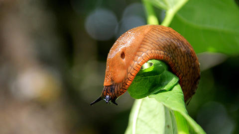 slug on a leaf