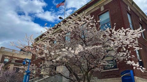 Cherry tree in full bloom in front of the main HSDM entrance