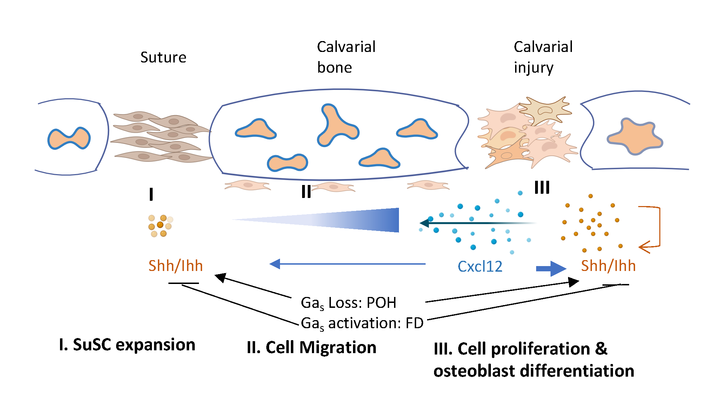 Diagram illustrating how suture stem cells (SuSCs) respond to skull injury. The three stages shown are: (I) SuSC expansion in the suture, regulated by Shh/Ihh signaling; (II) cell migration toward the calvarial bone guided by Cxcl12 signaling; and (III) cell proliferation and osteoblast differentiation at the injury site, supported by Shh/Ihh. Arrows indicate molecular signaling and feedback loops among Shh/Ihh and Cxcl12, which coordinate stem cell movement, multiplication, and bone regeneration.