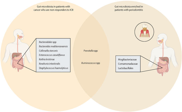 Graphic of two bodies with boxes of text pointing to each body's stomach