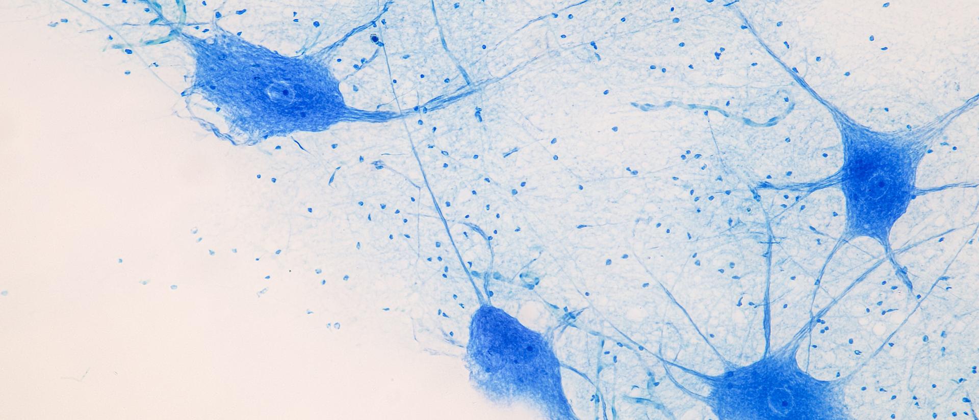 Education Spinal cord and Motor Neuron under the microscope in Lab.