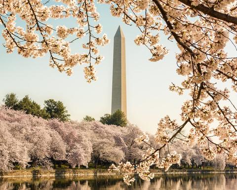 Cherry blossoms frame the Washington monument in Washington DC during Cherry Blossom Festival as the tidal basin reflects the blooms